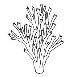 Dibujo de Coral de ramas puntiagudas para colorear
