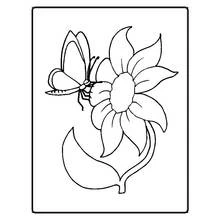 Dibujo de Mariposa posada sobre una gran flor para colorear
