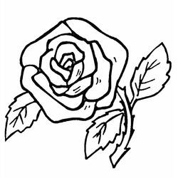 Dibujo de Rosa en flor con hojas para colorear