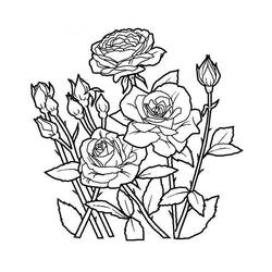 Dibujo de Rosal en flor para colorear