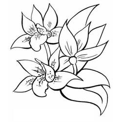Dibujo de Tres flores de orquídea en flor para colorear