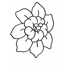 Dibujo de Gran flor en plena floración para colorear