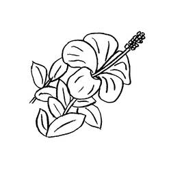 Dibujo de Flor de hibisco con largos estambres para colorear