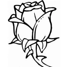 Dibujo de Rosa en flor para colorear
