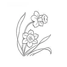 Dibujo de Dos narcisos con hojas largas para colorear