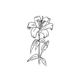 Dibujo de Flor de lirio en plena floración para colorear