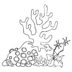 Dibujo de Coral ramificado sobre un arrecife rocoso para colorear