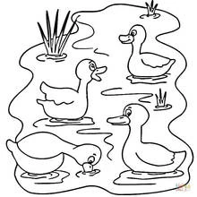 Dibujo de Patos nadando en un lago para colorear