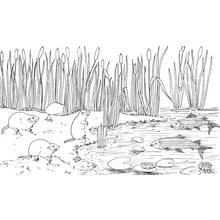 Dibujo de Castores y peces junto al lago para colorear