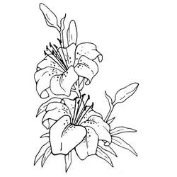 Lirio - Dibujos para colorear gratis