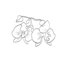 Orquídea - Dibujos para colorear gratis