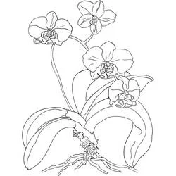 Orquídea - Dibujos para colorear gratis