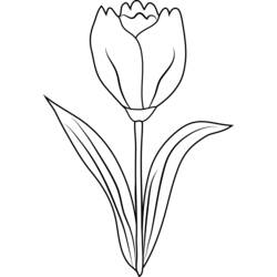 Dibujo de Tulipán en plena floración para colorear