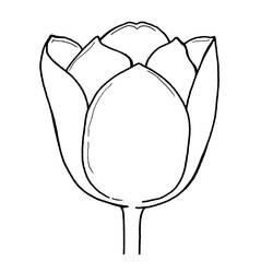 Dibujo de Tulipán en primer plano para colorear