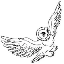 Dibujo de Hedwig la lechuza volando con las alas extendidas para colorear Dibujo de Hedwig la lechuza volando con las alas extendidas para colorear